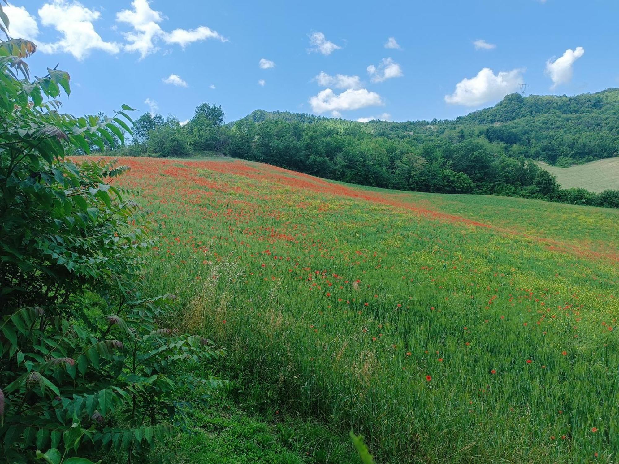 Monte Bibele Pension Monterenzio Buitenkant foto